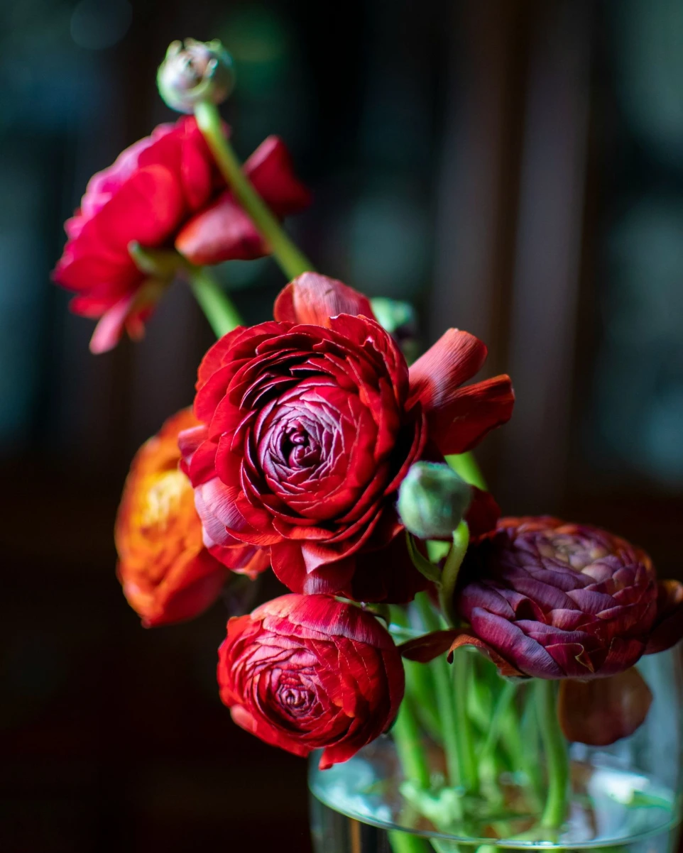 red rose in bloom during daytime